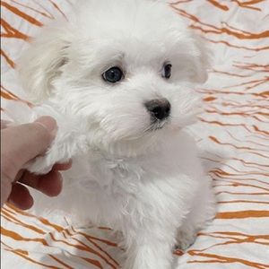 Meet your Posher, Milo